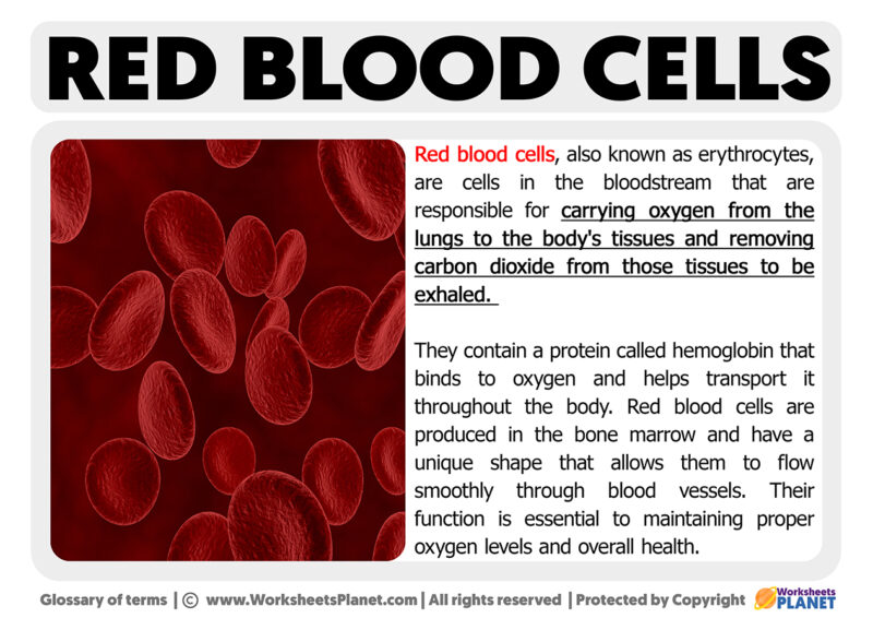 Red Blood Cells Function Worksheets Planet Red Blood Cells Function Worksheets Planet