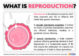 What Is Reproduction