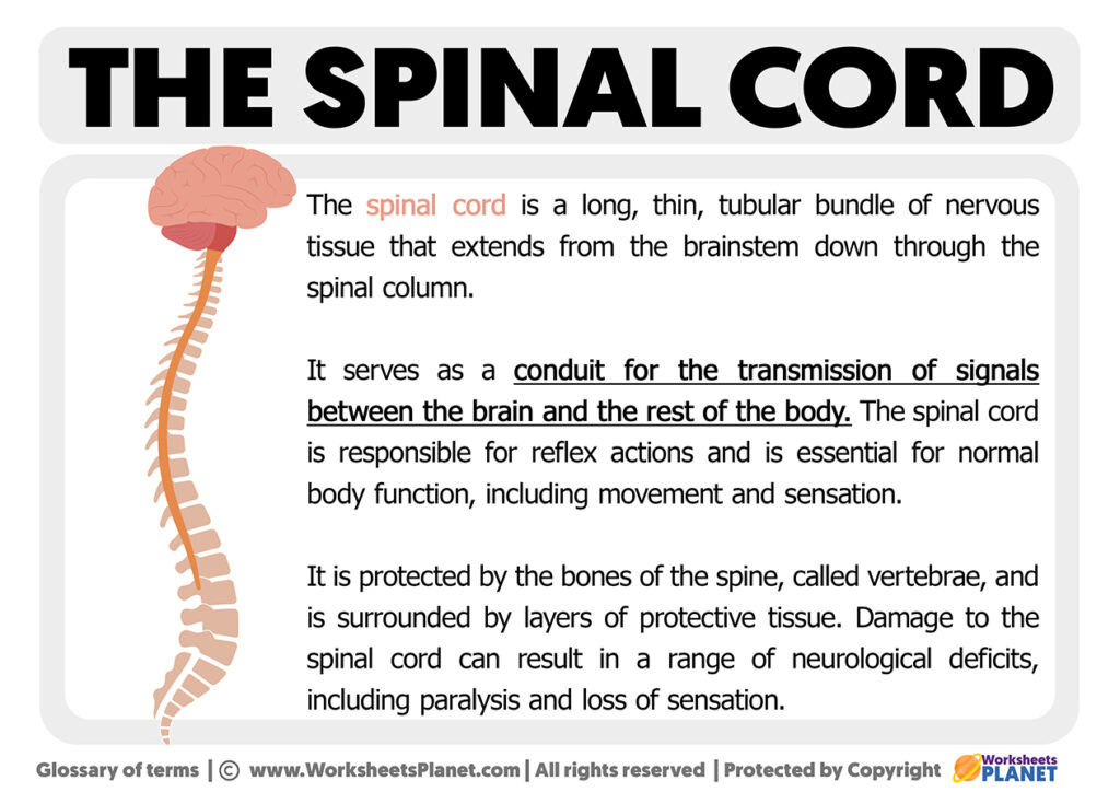 What is the spinal cord