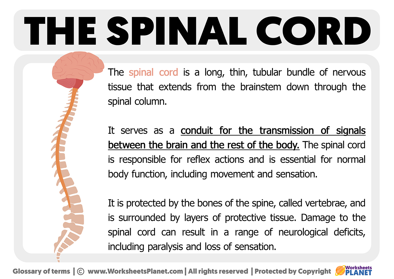 What Is The Spinal Cord