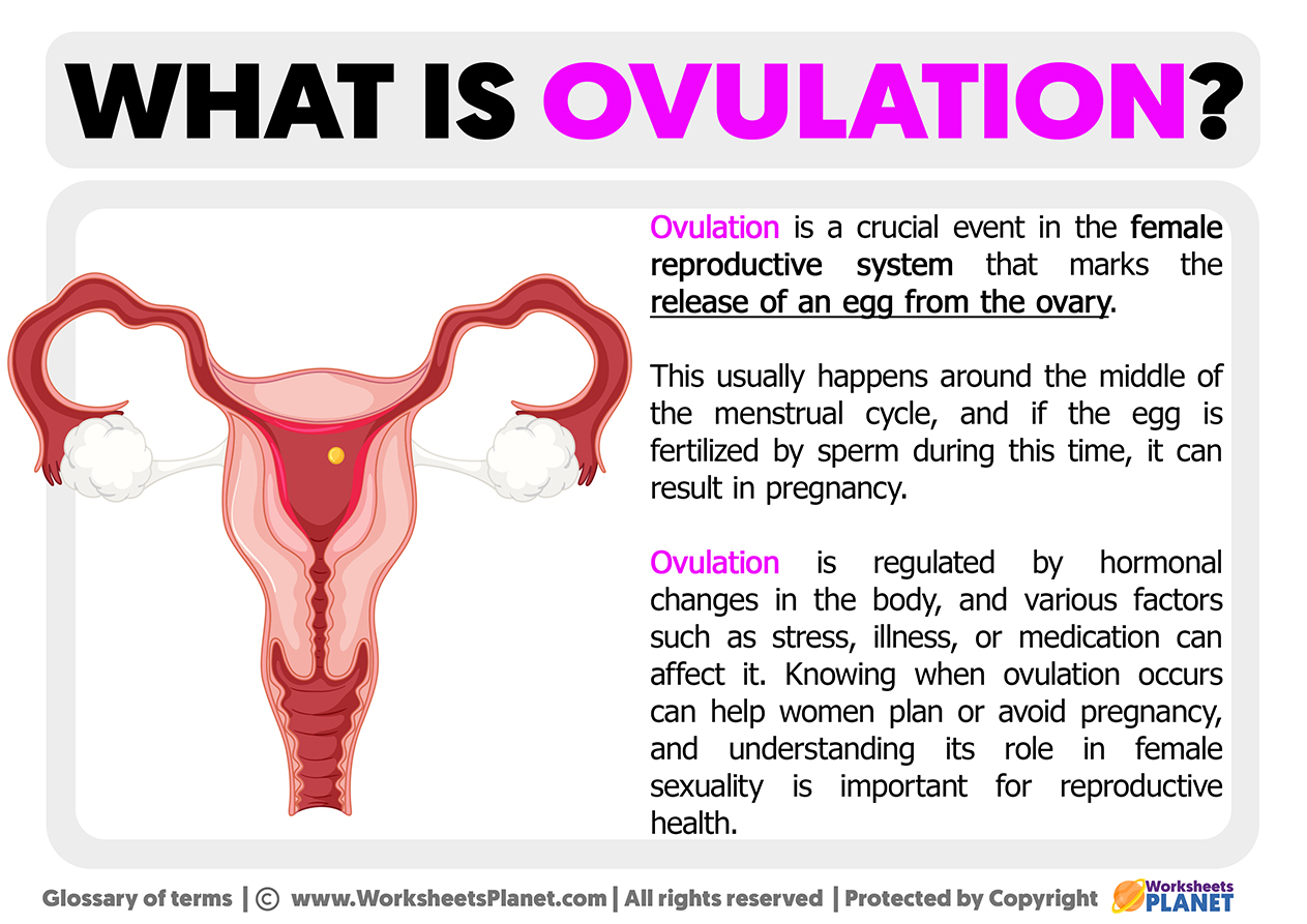 What Is Ovulation
