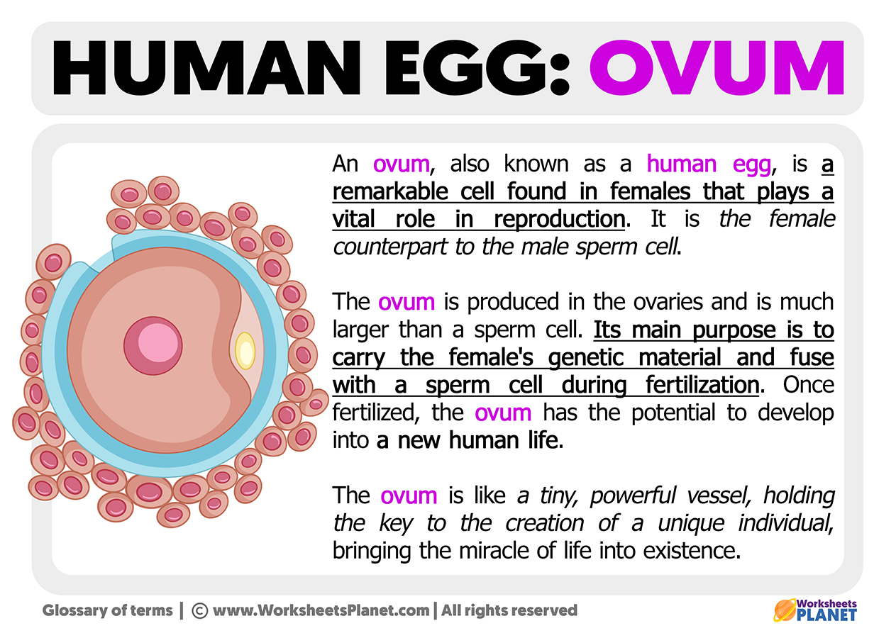 What Is A Human Egg