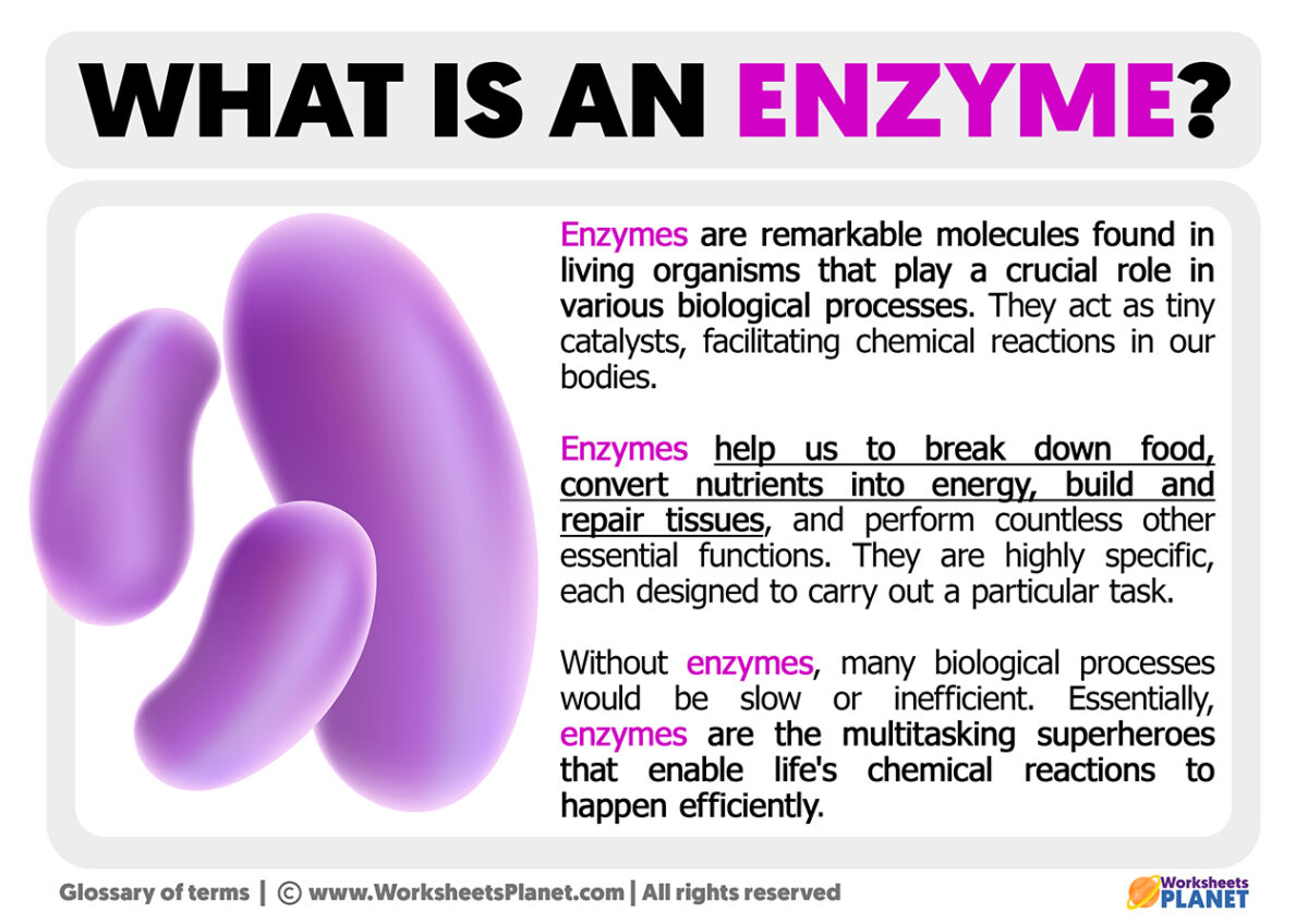 What is an enzyme definition of enzyme