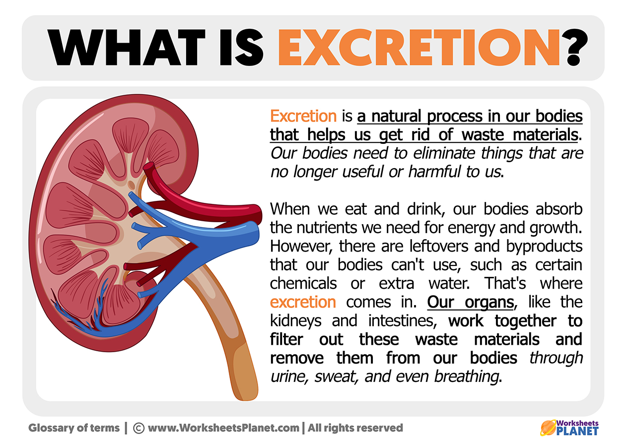 What Is Excretion
