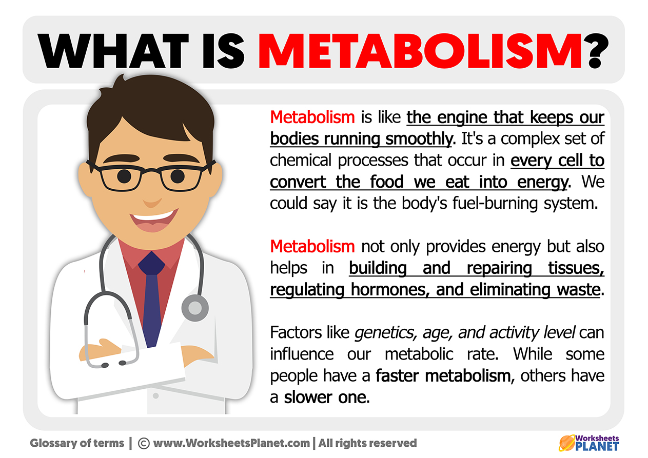 What Is Metabolism