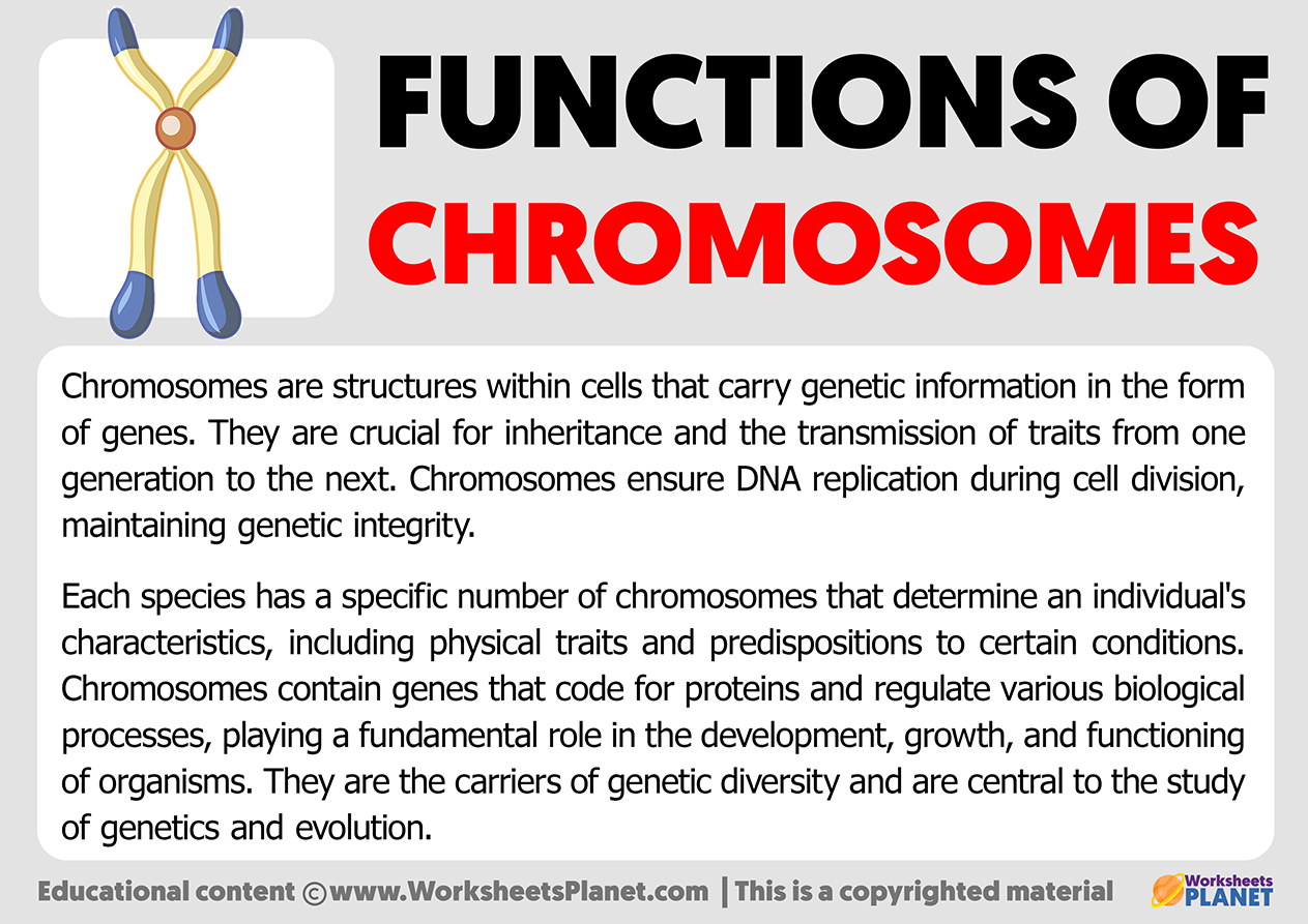 Functions Of Chromosomes