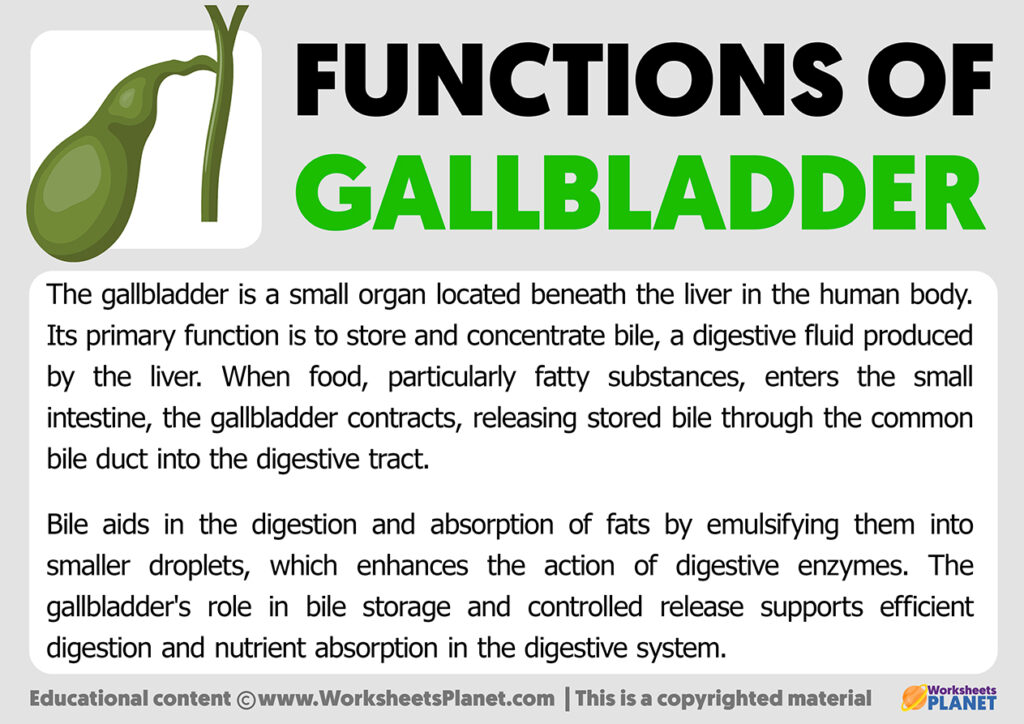 Functions Of Gallbladder functions-of-gallbladder