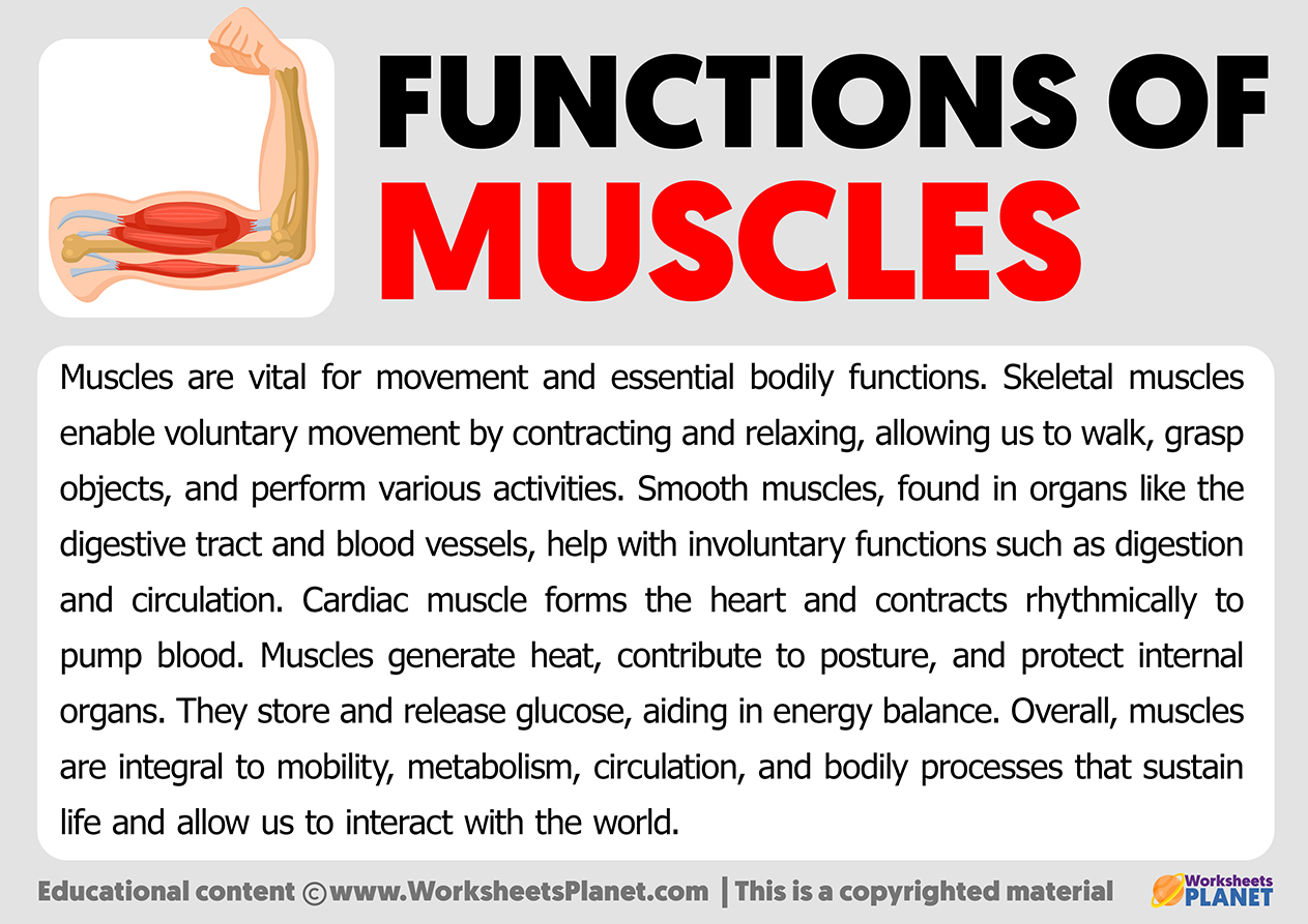 Functions Of Muscles