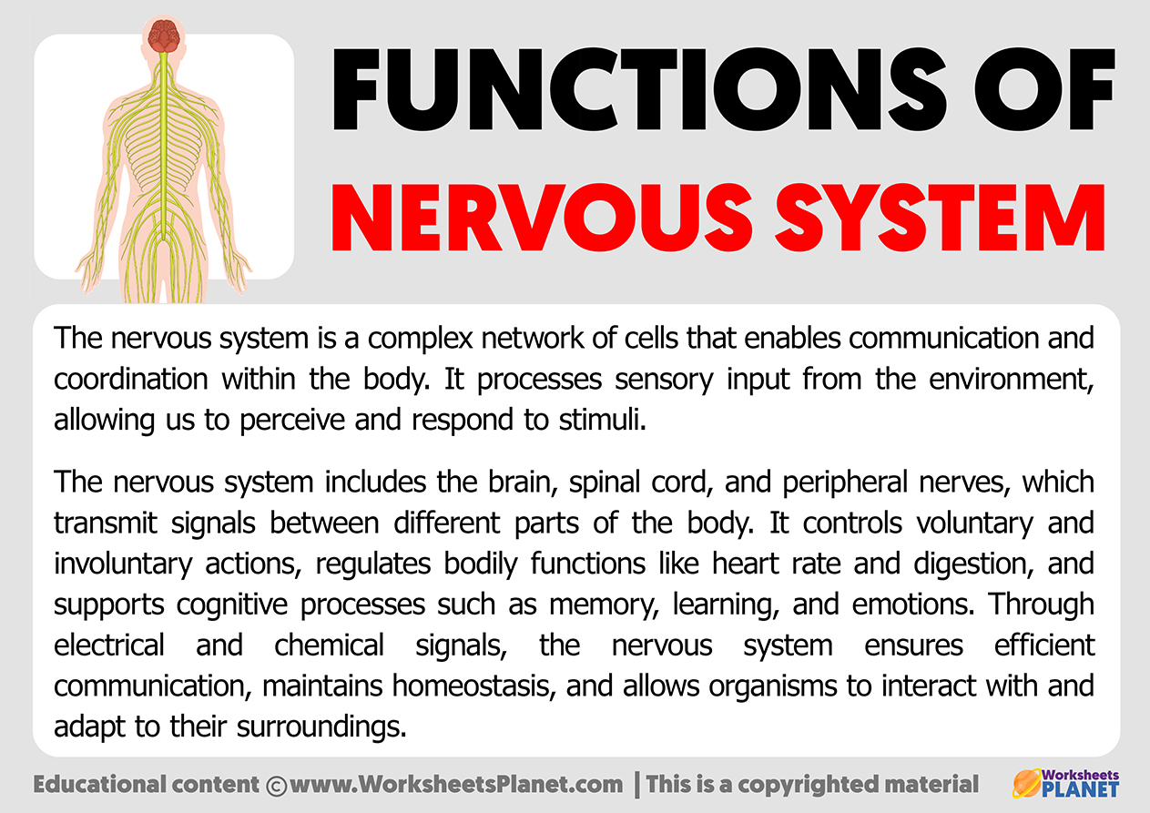 Functions Of Nervous System