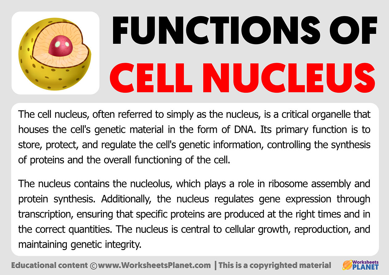 Functions Of Nucleus