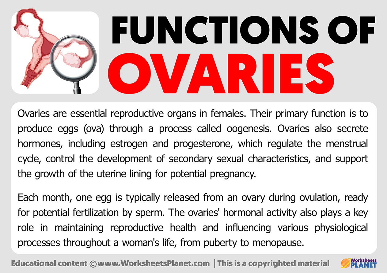 Functions Of Ovaries
