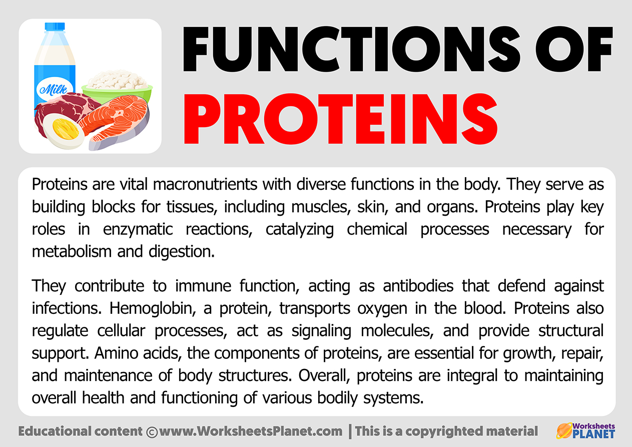 Functions Of Proteins