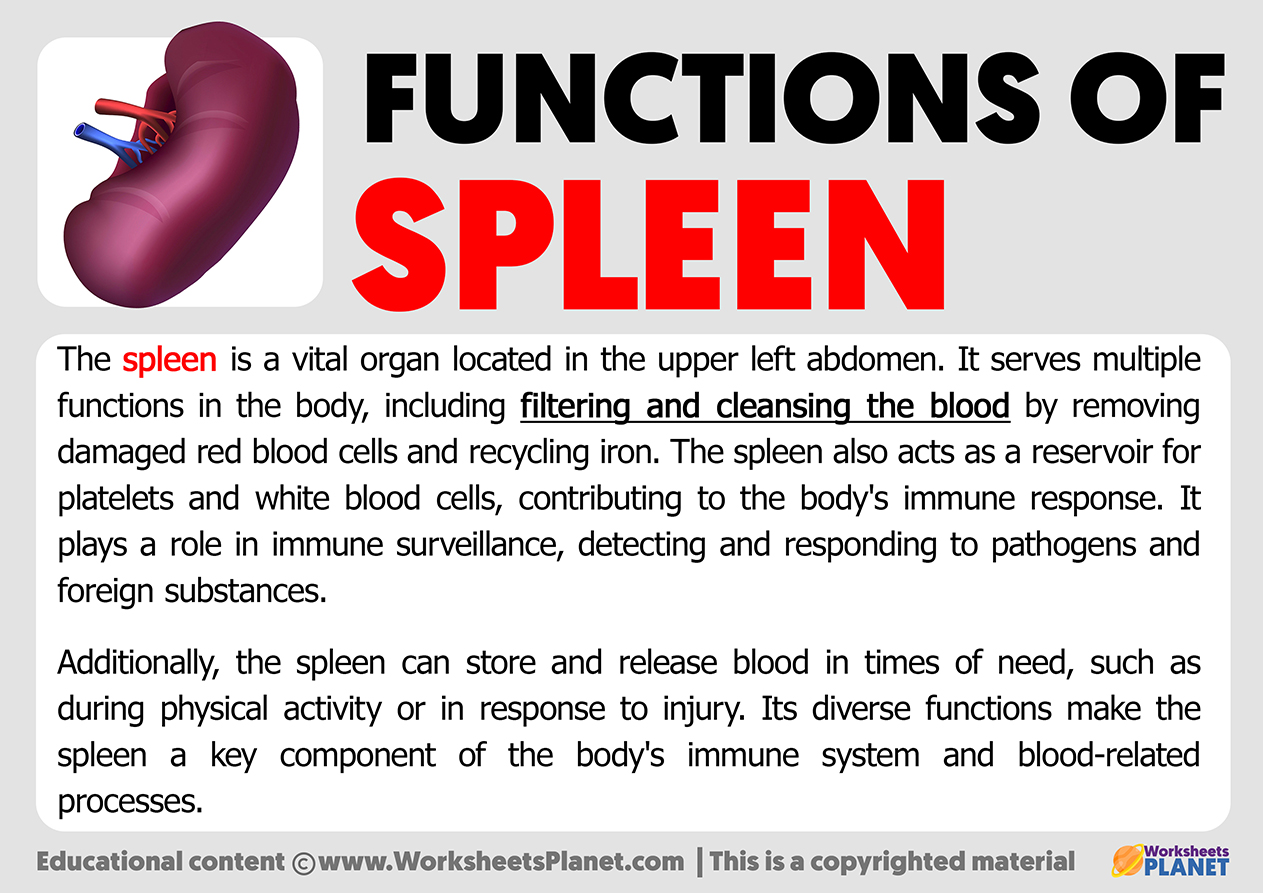 Functions of Spleen