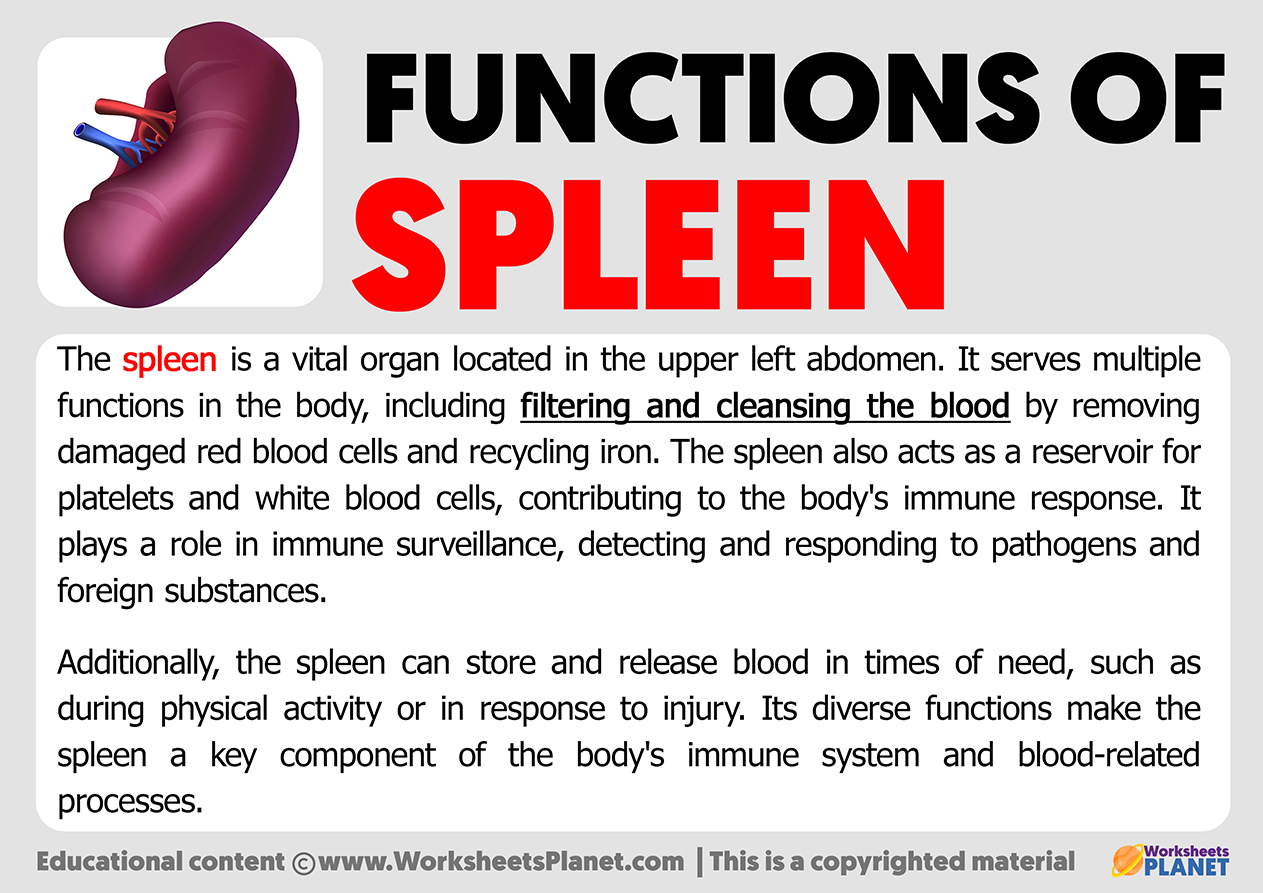 Spleen: Function, Location & Problems