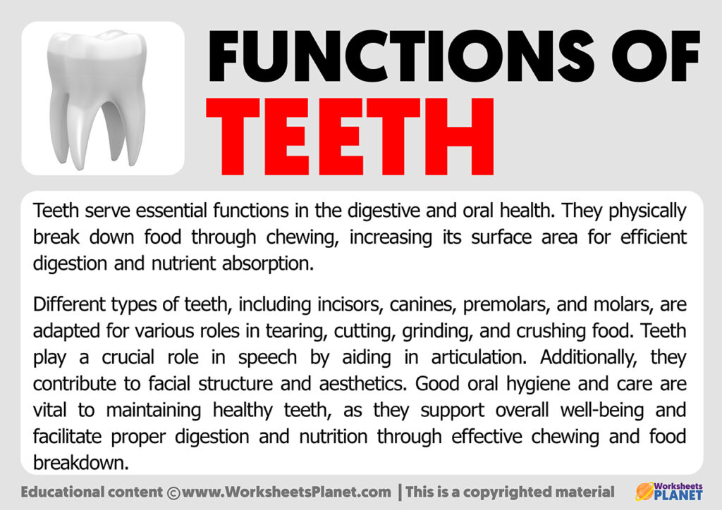 Functions of teeth