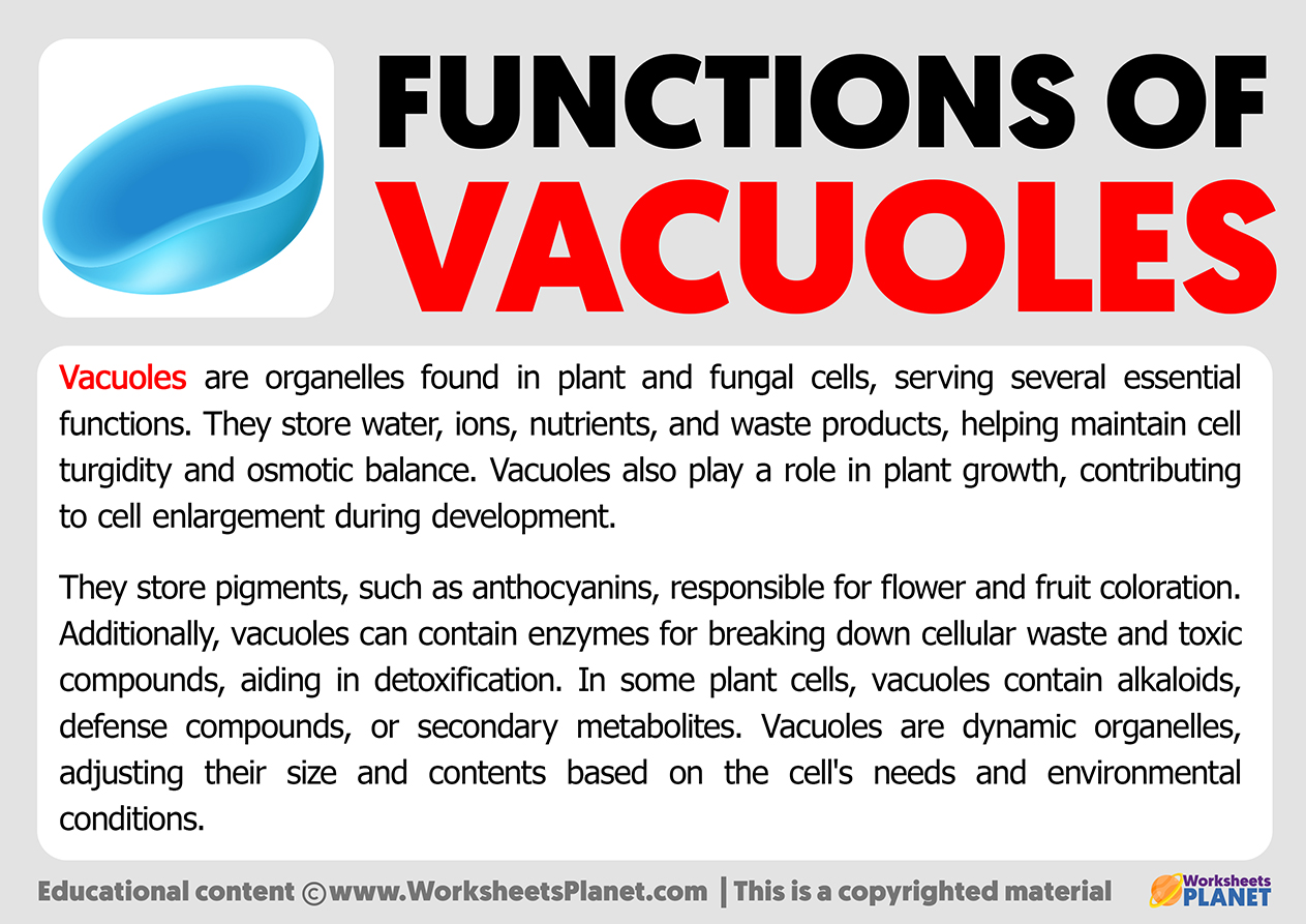 Functions Of Vacuoles