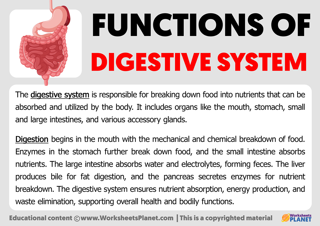 Functions Of Digestive System