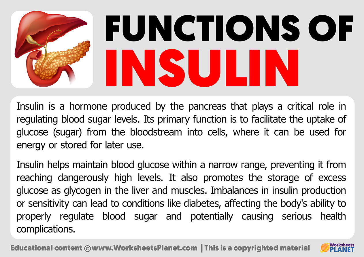 Functions Of Insuline