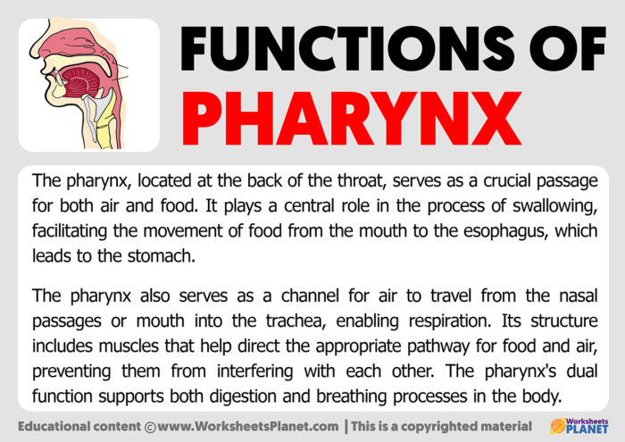 Function of Pharynx