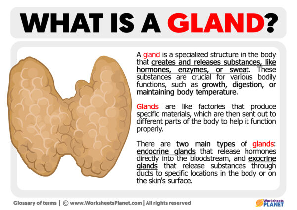 What Is A Gland Definition Of Gland what-is-a-gland-definition-of-gland