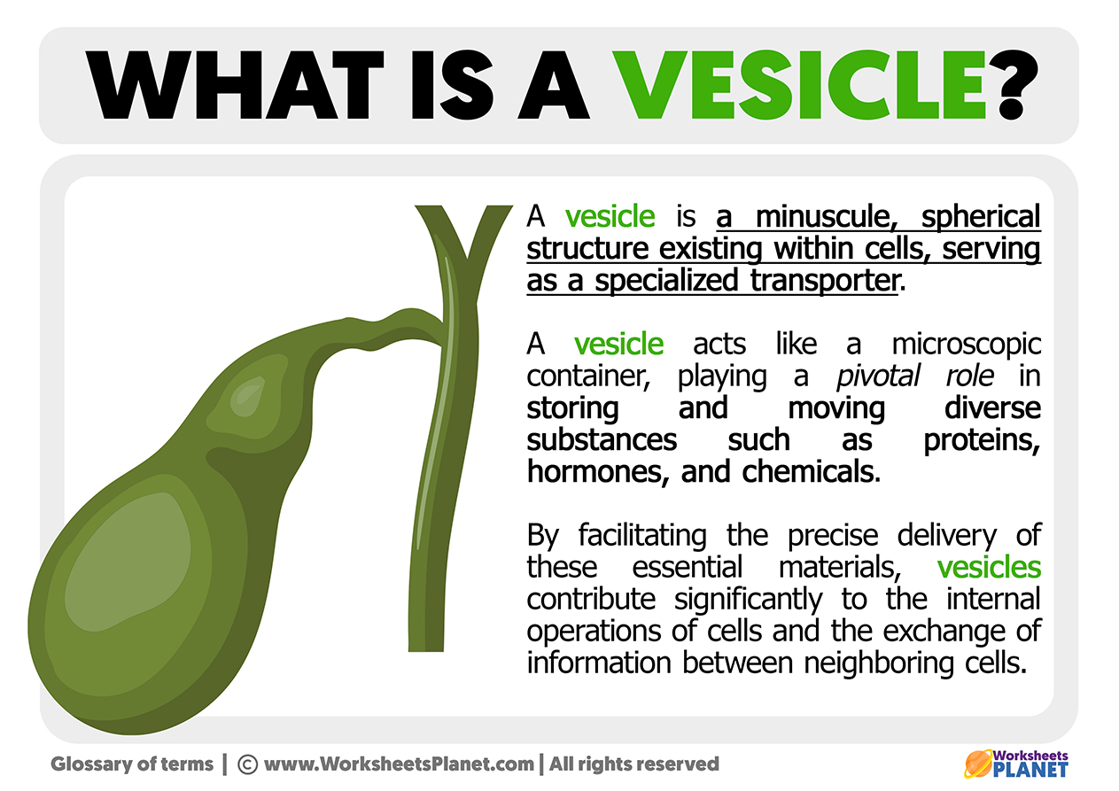 What Is A Vesicle