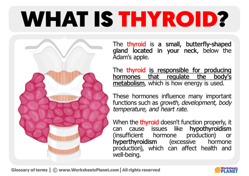 What is thyroid definition of thyroid