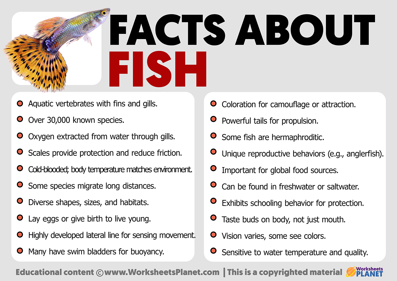 Fish Facts for Kids  Learn Important Terms and Concepts