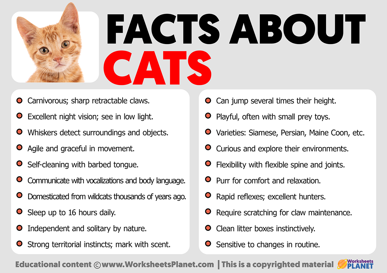 Facts About Cats