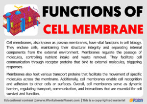 Functions Of Cell Membrane