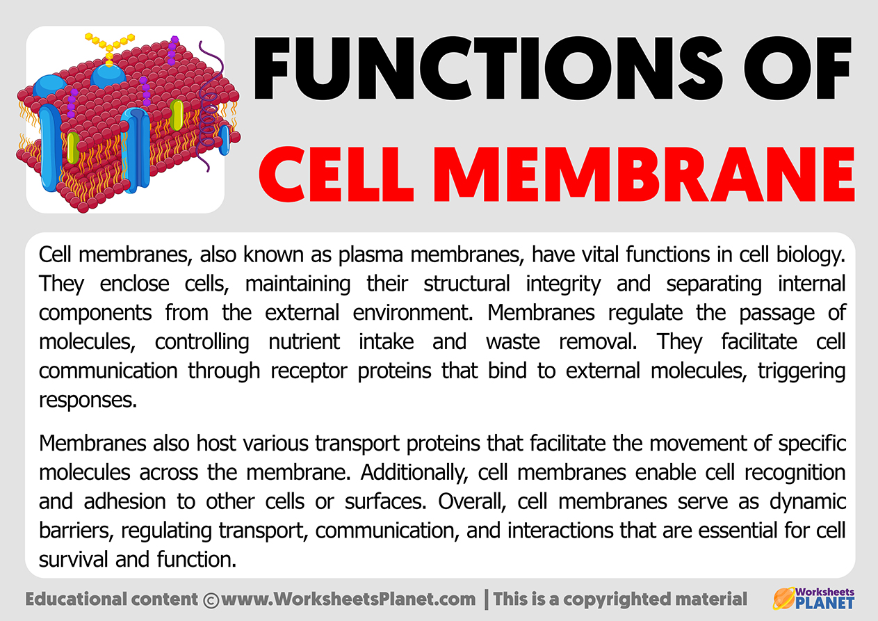 Functions Of Cell Membrane