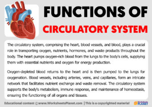 Functions Of Circulatory System