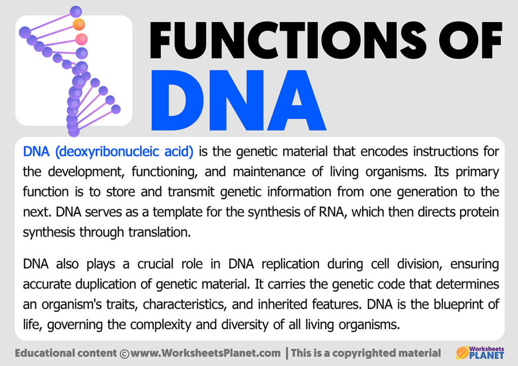Functions of dna