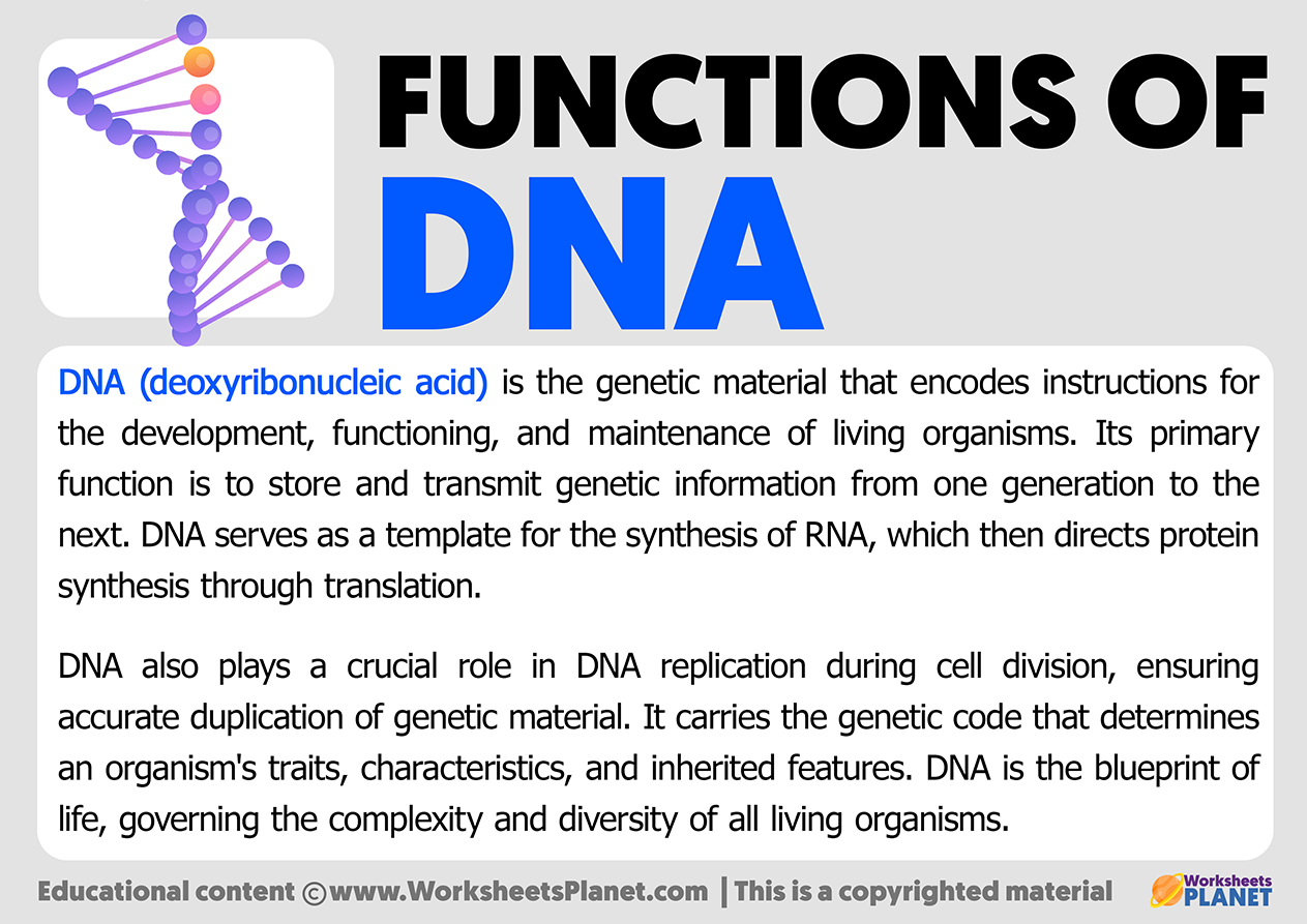 Functions Of DNA