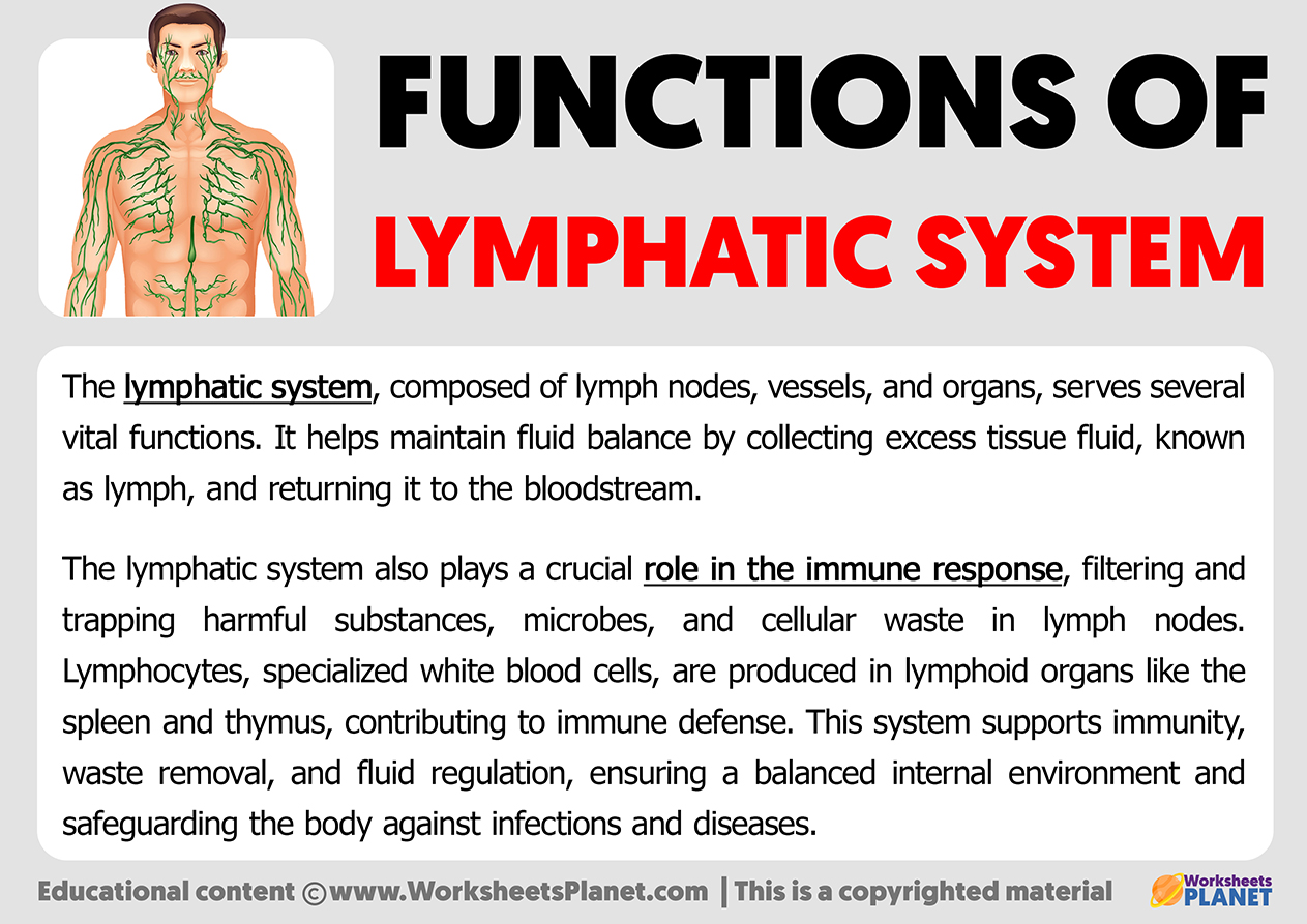 Functions Of Lymphatic System