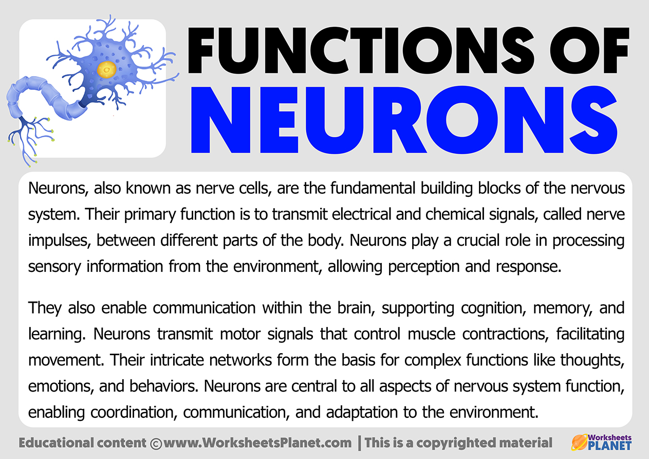 Functions Of Neurons