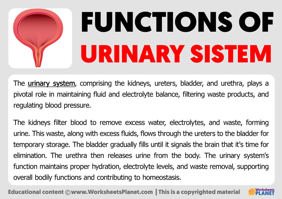 Major Functions Of The Digestive System