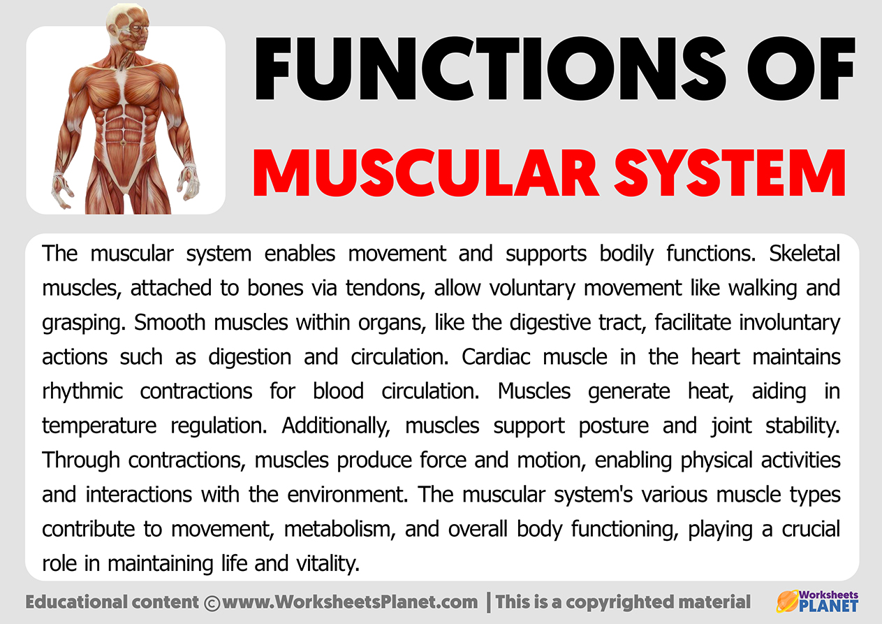 Functions Of Muscular System
