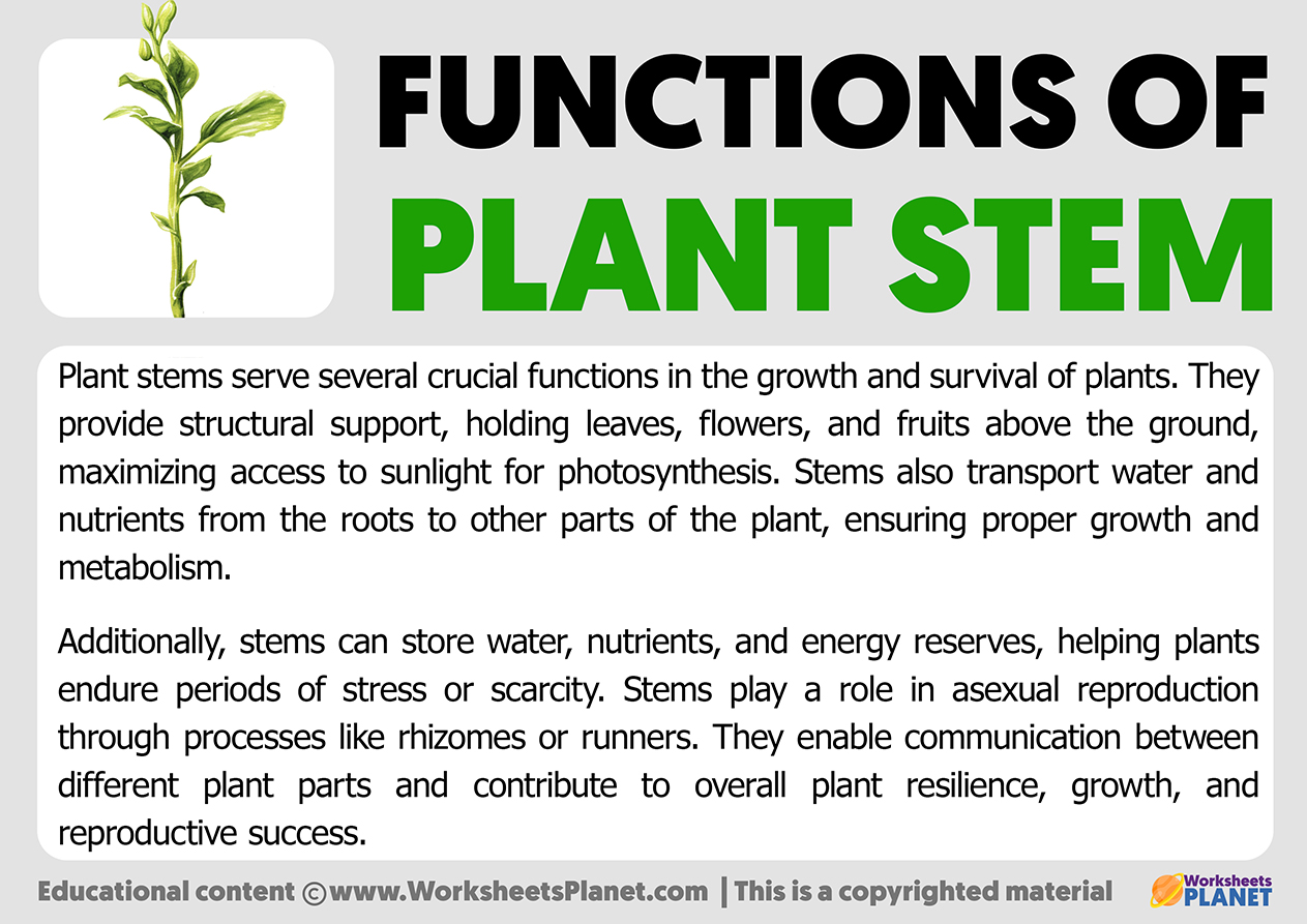 Functions Of Plant Stem