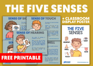 The Five Senses Activities