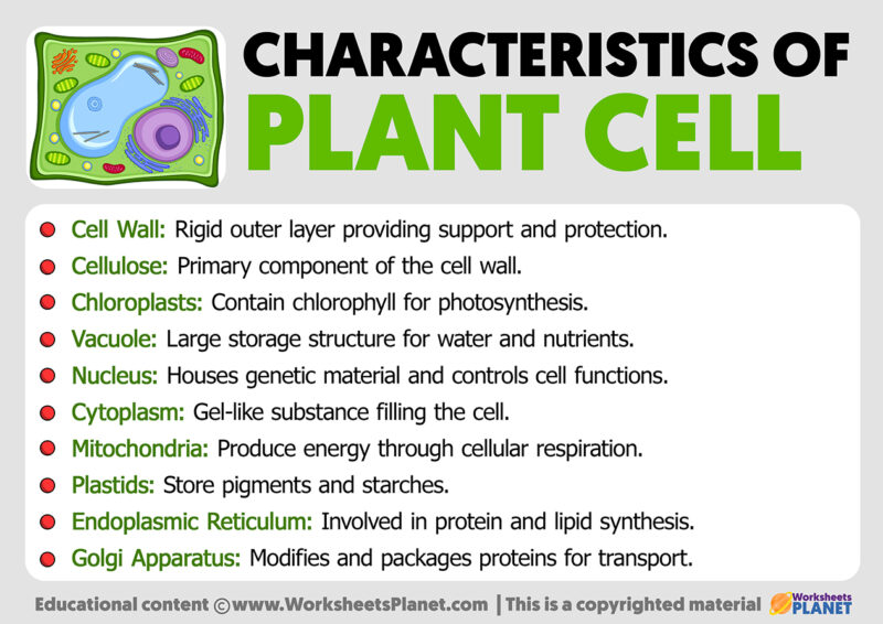 Characteristics of the plant cell
