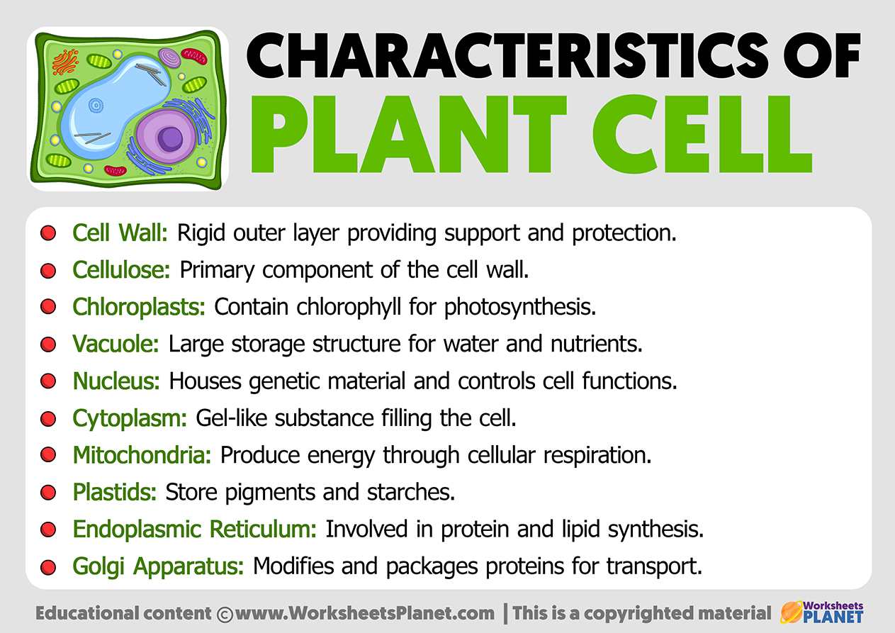 Characteristics Of Plant Cell