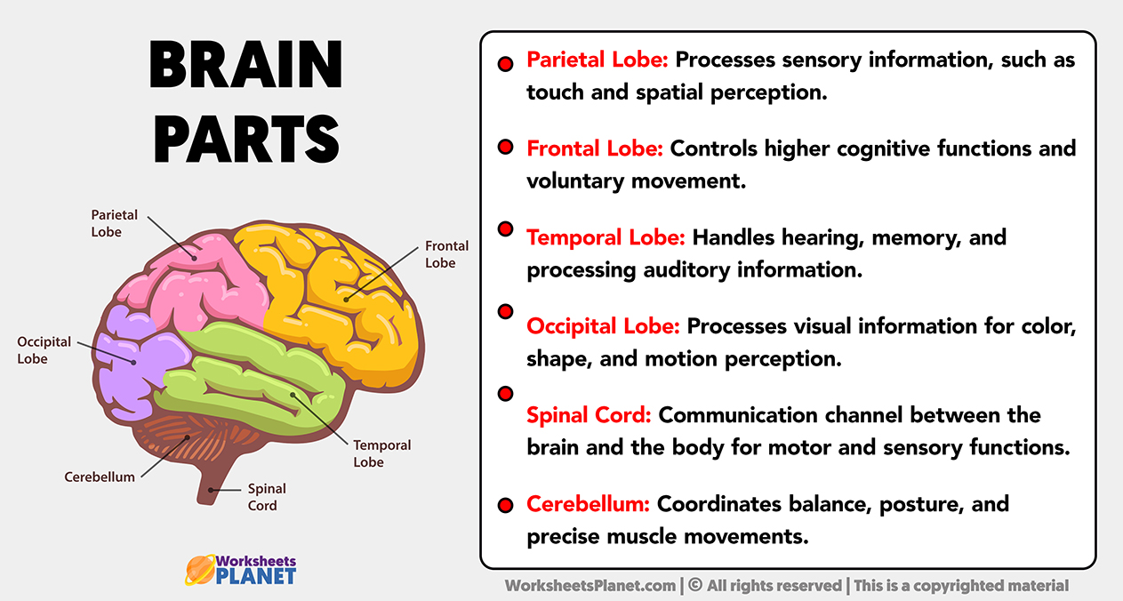 Brain Parts And Its Functions