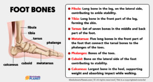 Foot Bones Anatomy