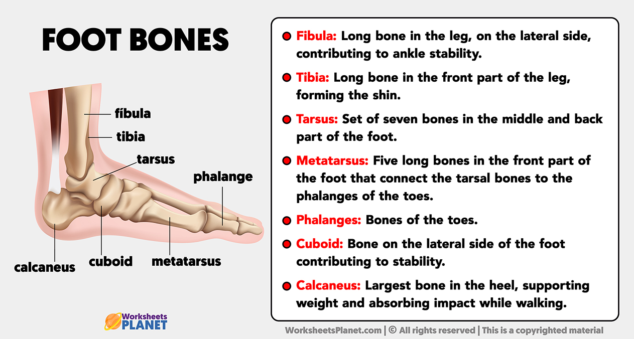 Foot Bones Anatomy