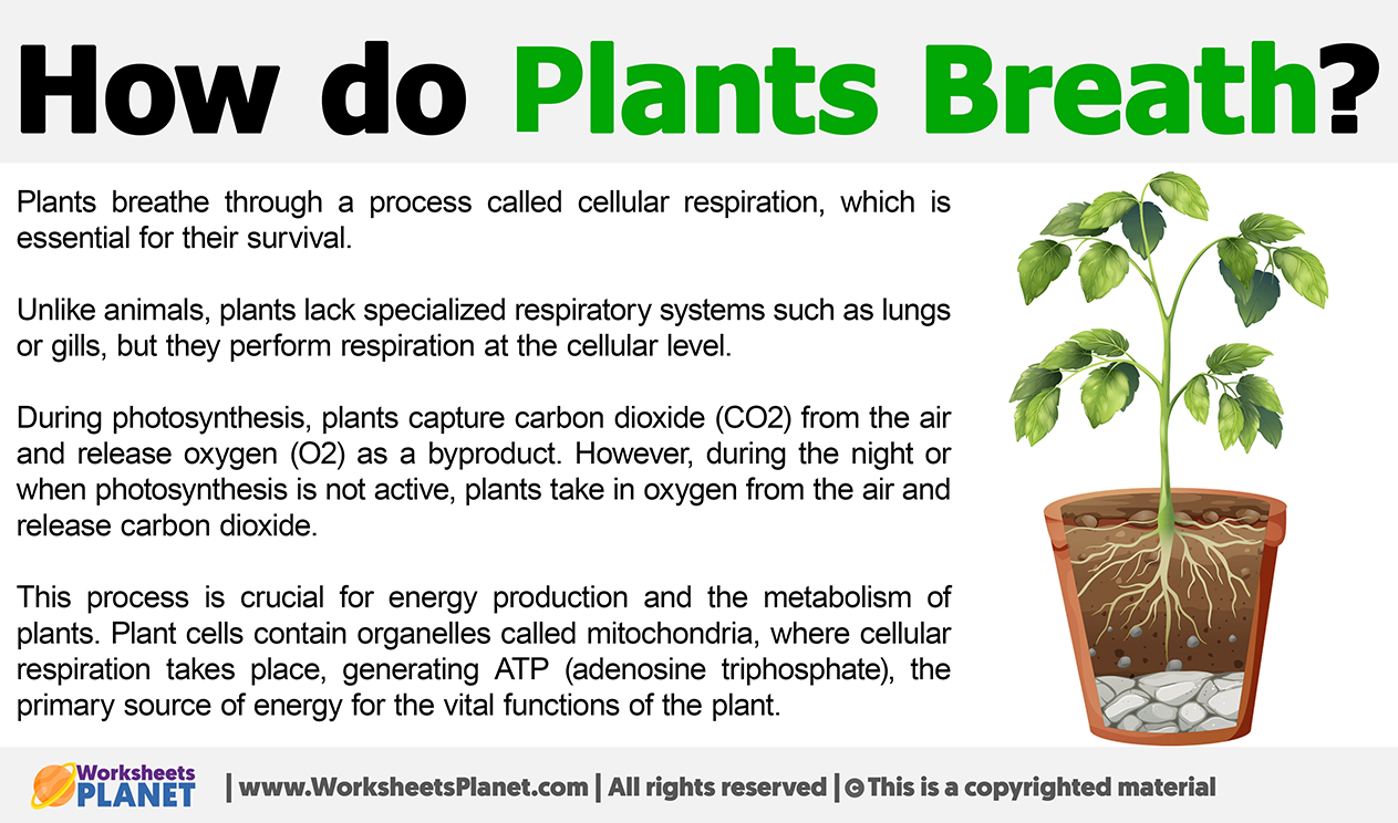 How Do Plants Breath