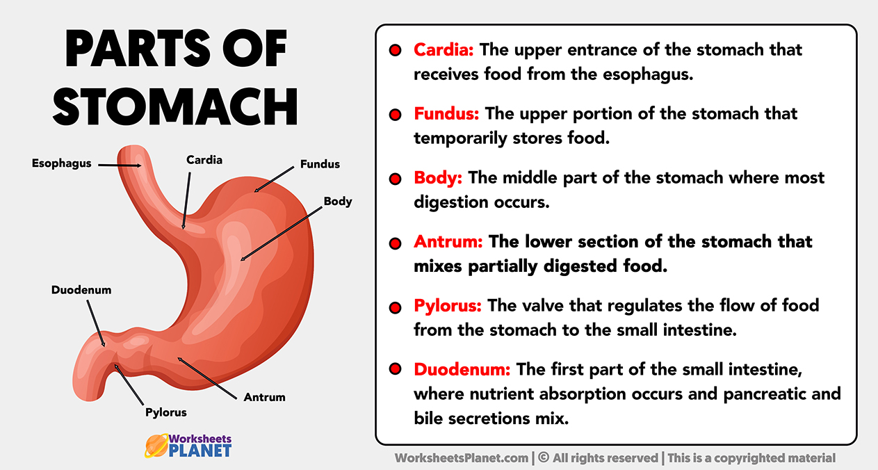 Parts Of Stomach And Its Functions