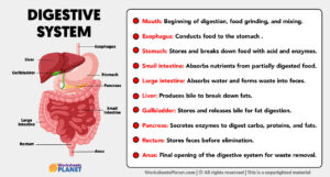Parts Of Digestive System And Its Function