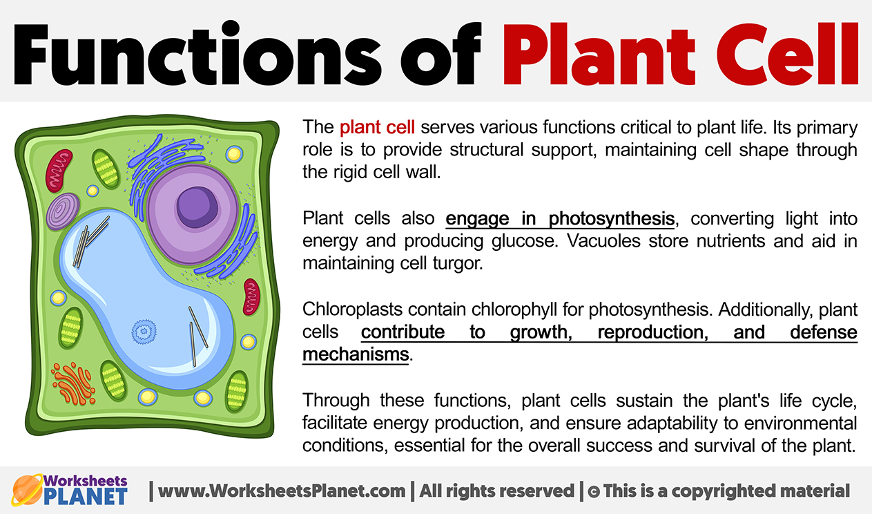 Functions Of Plant Cell