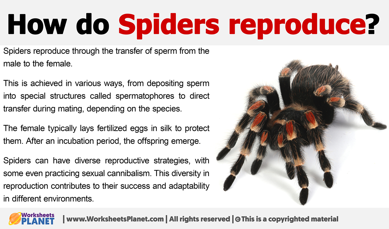 How Do Spiders Reproduce