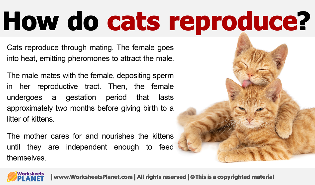 Understanding Cat Mating Behavior and Reproduction